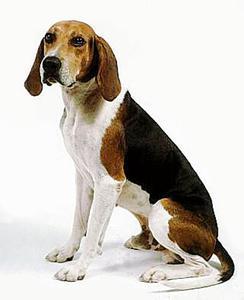 猫狗宠物 布鲁克浣熊猎犬