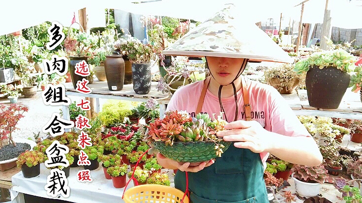 种一盆肉肉组合盆栽,达人推荐用这7款多肉来点缀,保证好看!