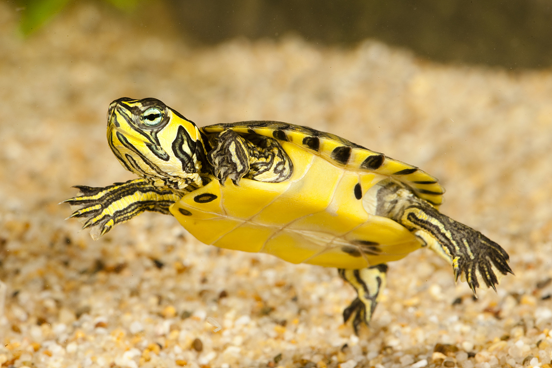 自在游弋的小乌龟98.#动物趣图