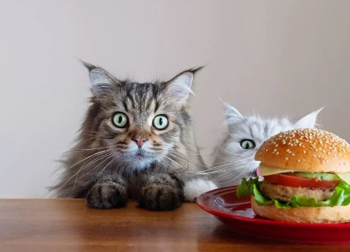 网友养了6只贪吃猫,看见食物表情就变浮夸,笑翻!