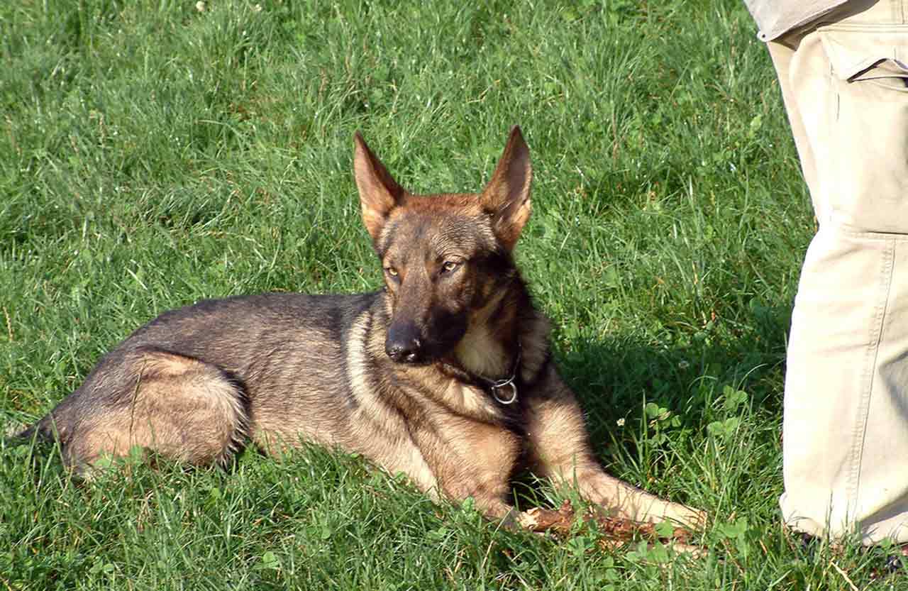 我们对狼狗误会大了