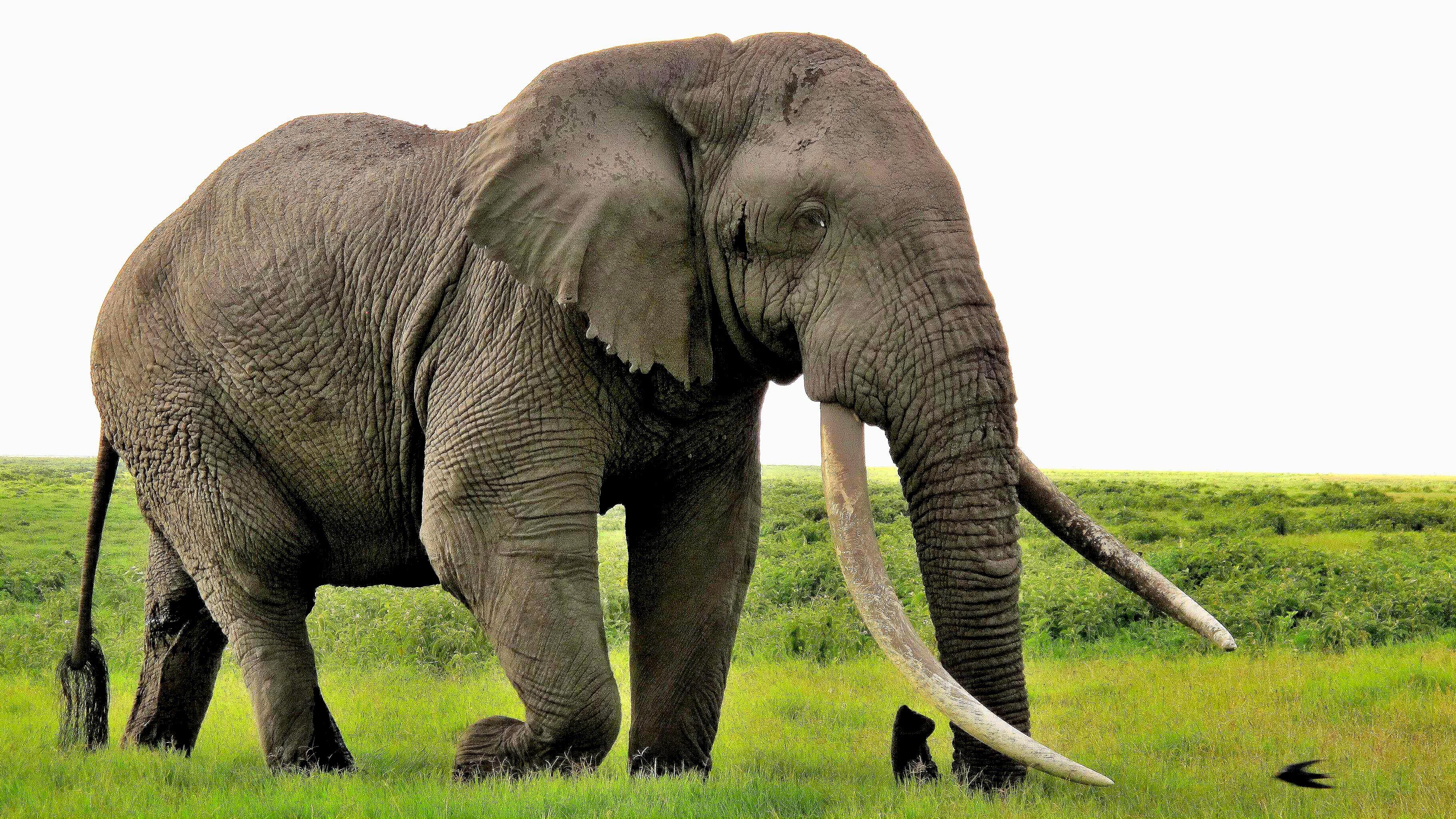 最大的非洲象图片