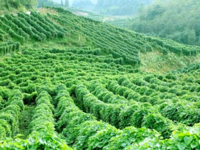 山药别名薯蓣,其块茎极耐寒,在土壤冻结的条件下也能露地越冬