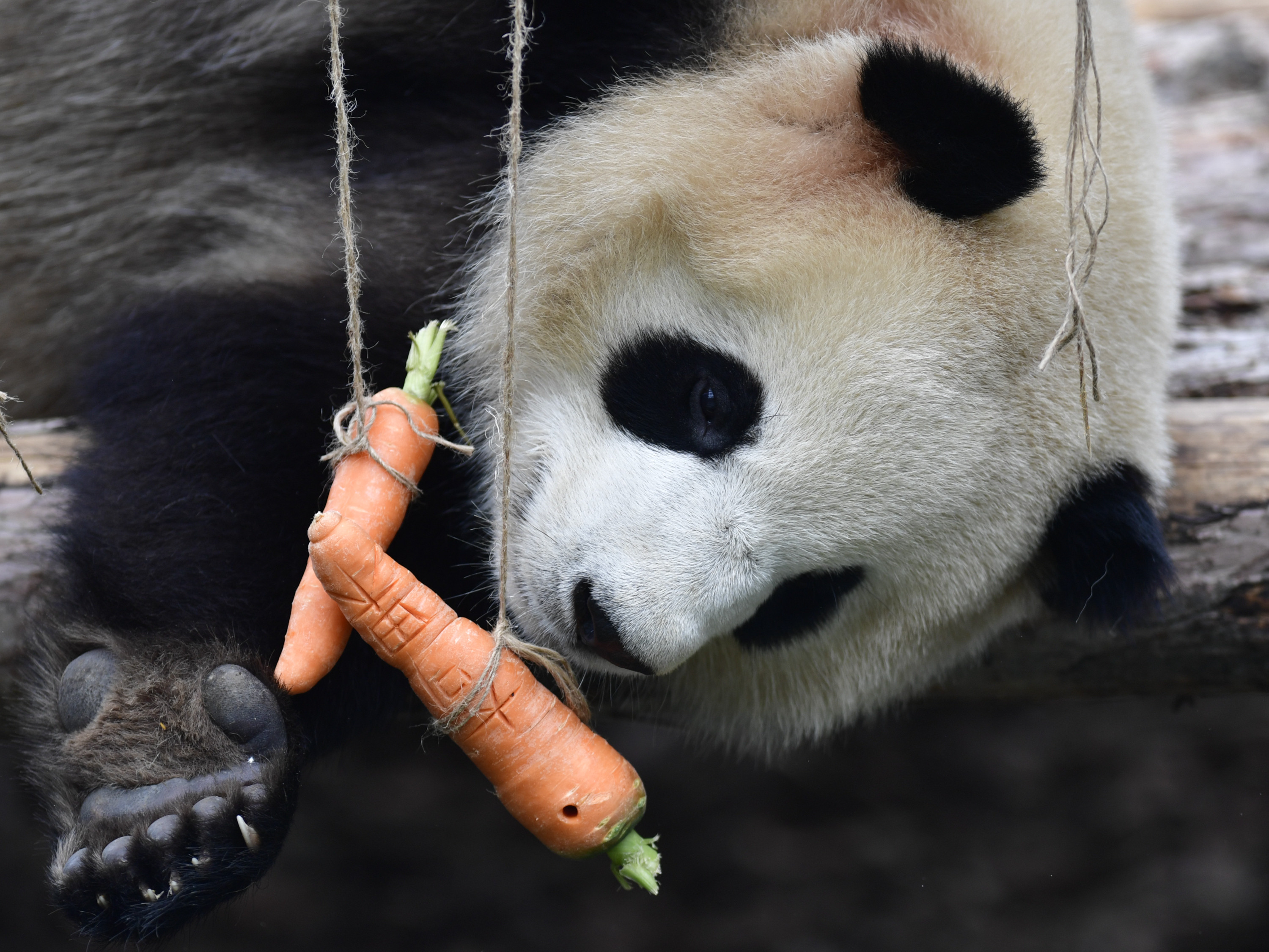 当日,位于青藏高原野生动物园内的西宁熊猫馆正式对外开放