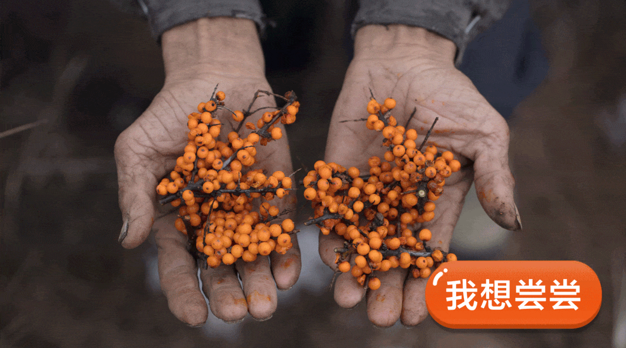 舌尖上的沙棘:邂逅蚂蚁森林,让越来越多的人知道沙棘,还很好吃
