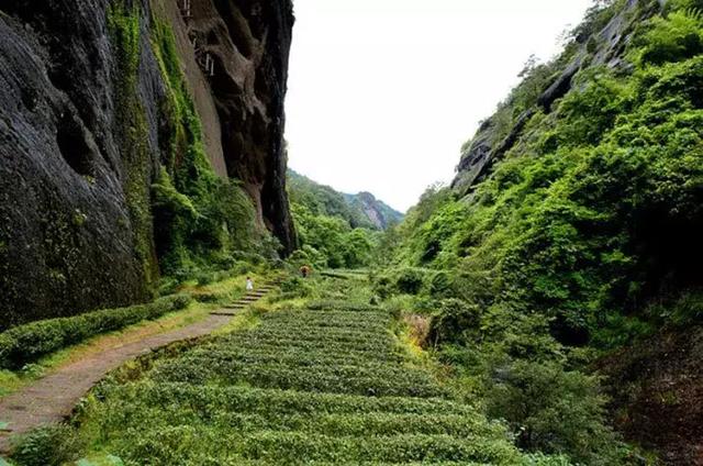 武夷岩茶之"三坑两涧—纯正的正岩味道