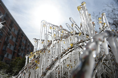 持续的低温让植物变化冰碴,路过的行人纷纷表示惊讶,不过这个样子真的