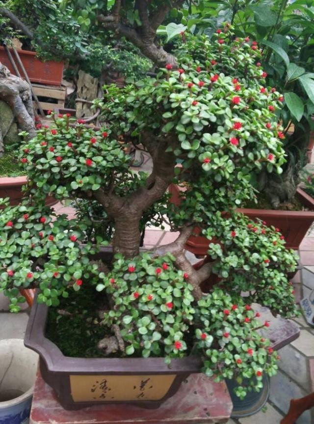 这么养,低价"马齿笕树"3年后都是高价"盆景",成"传家宝"
