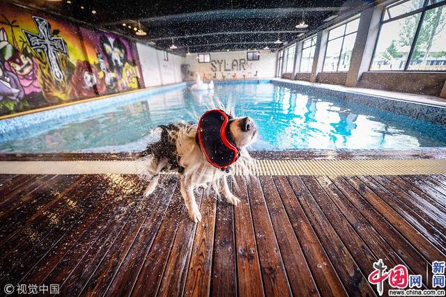 北京土著建8000平狗狗乐园 配豪华游泳池真皮沙发