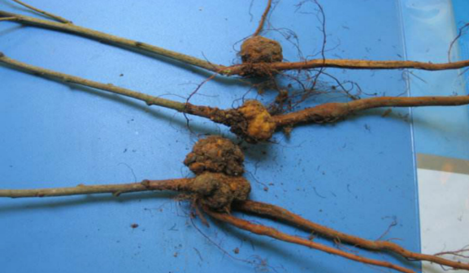 杏树根癌病危害非常大,你知道该如何进行防治吗?