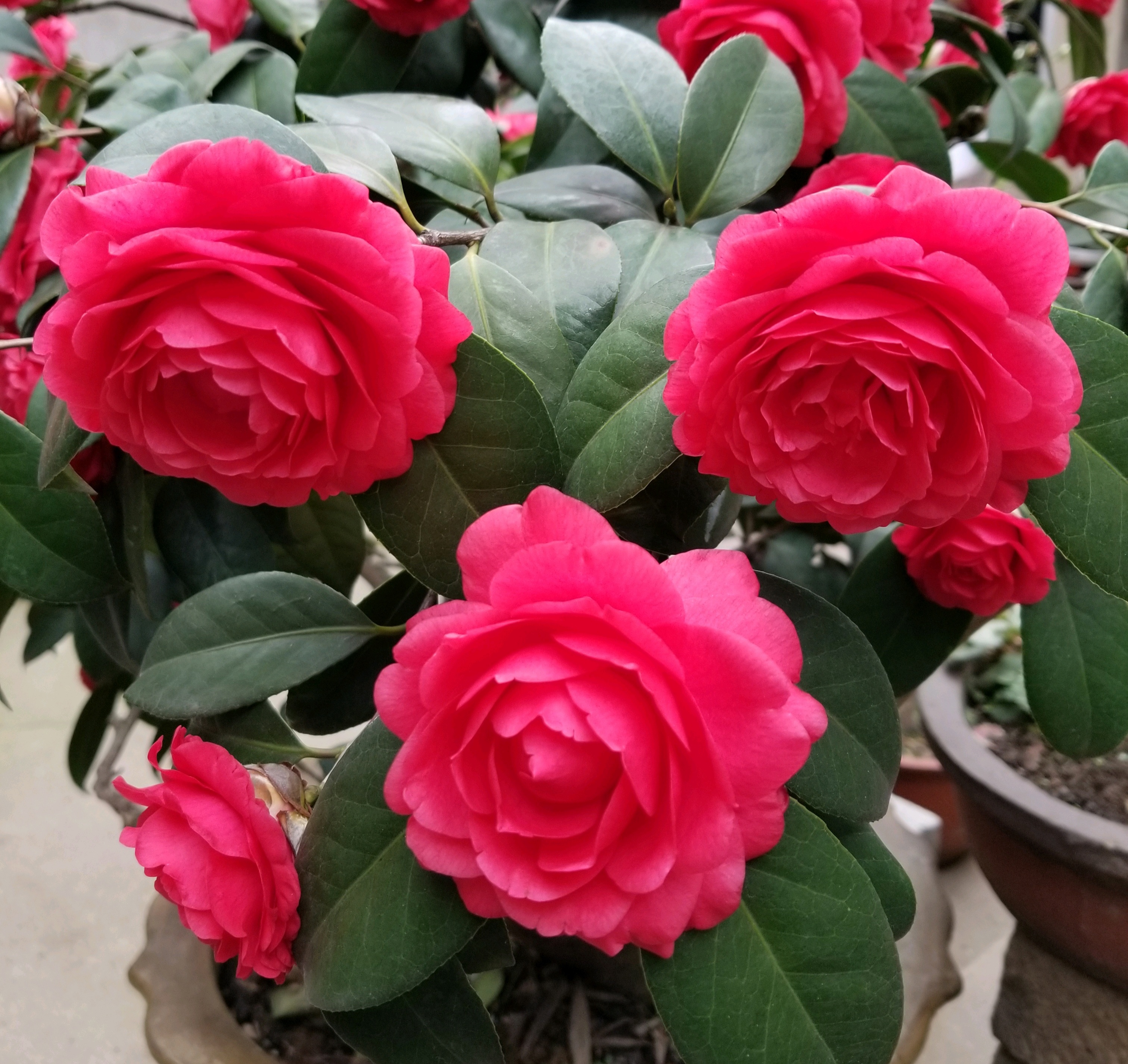 栽茶花只会用自来水?水中加一物,叶绿枝壮开花爆盆满枝头