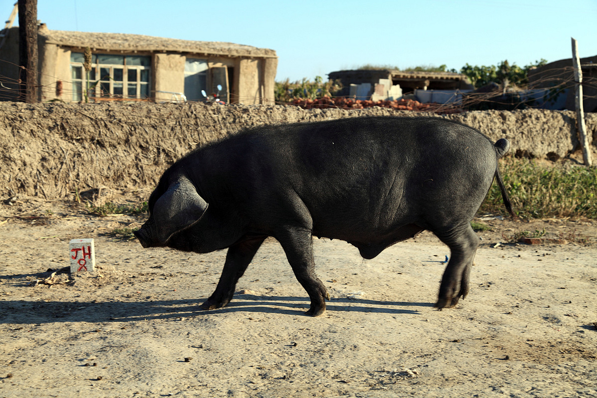 藏香猪肉质好,口感佳,市场需求大