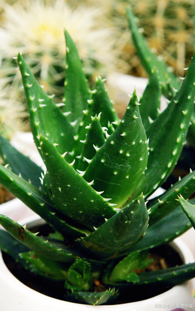 芦荟:对抗大气污染的美容圣品  芦荟,是一种生命力极强的植物.