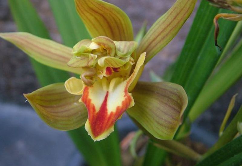 碧玉兰在种植时,要注意水分均衡,控制肥料的浓度