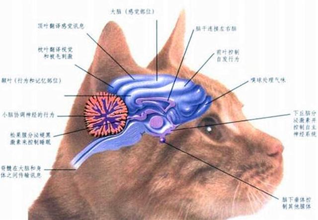 狗的大脑结构图片