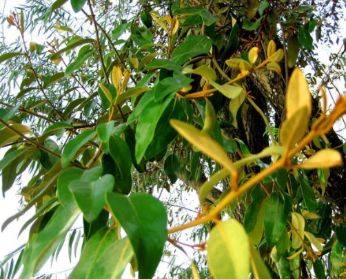 榕树上常见到的寄生植物,看到别去破坏,虽然看着碍眼但是用处大
