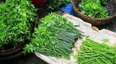 为革命贡献的野菜:五指山野菜