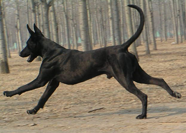 黑狼犬的优点和缺点图片