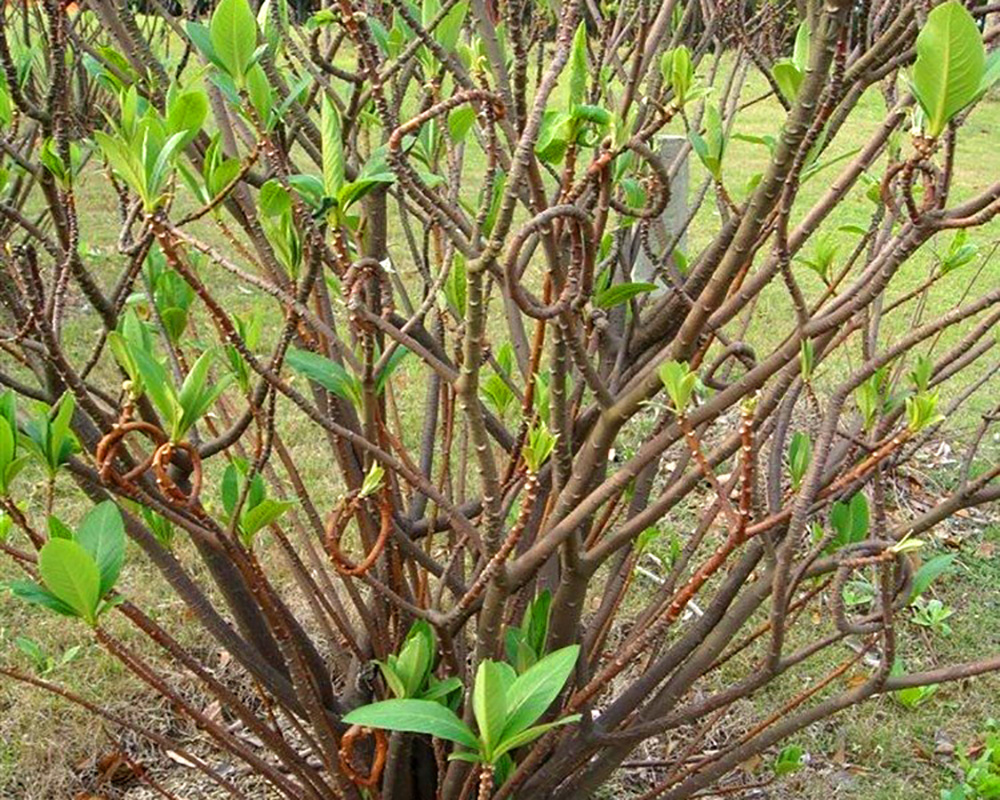 结香花,花香馥郁,花谢之后才开始长叶子,枝条非常柔韧,可以随意打结而