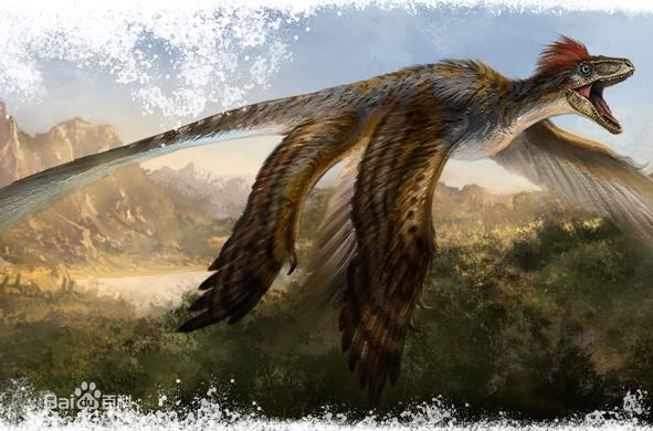 五彩冠龙是原始的暴龙类恐龙.