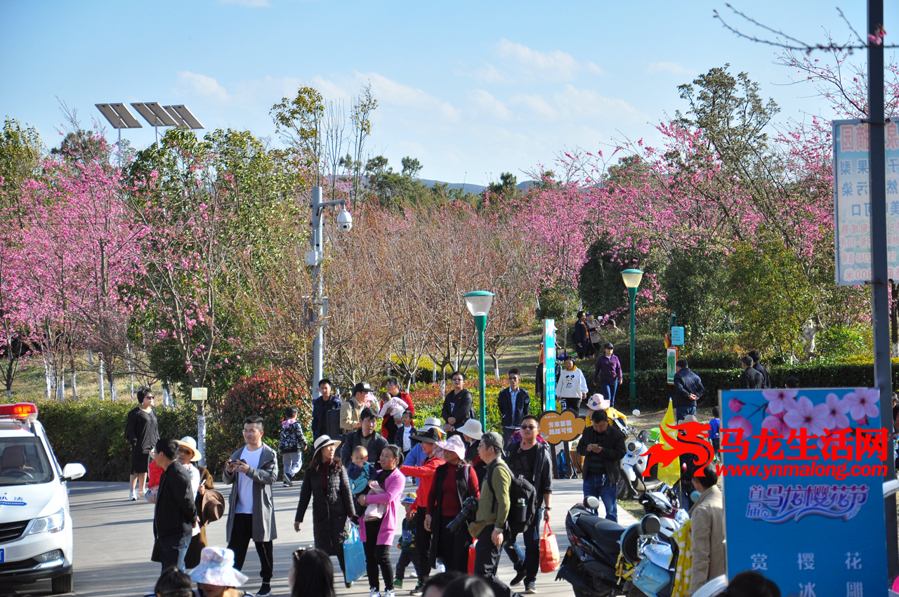 「樱花节」马龙樱花谷花海,人海模式已开启!