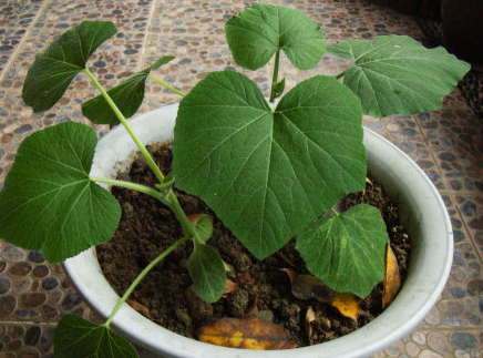 观赏南瓜 - 优质问答专区