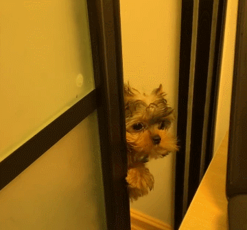 狗狗竟能自己打开推拉门,突然伸出脑袋偷看,表情萌翻无数网友!