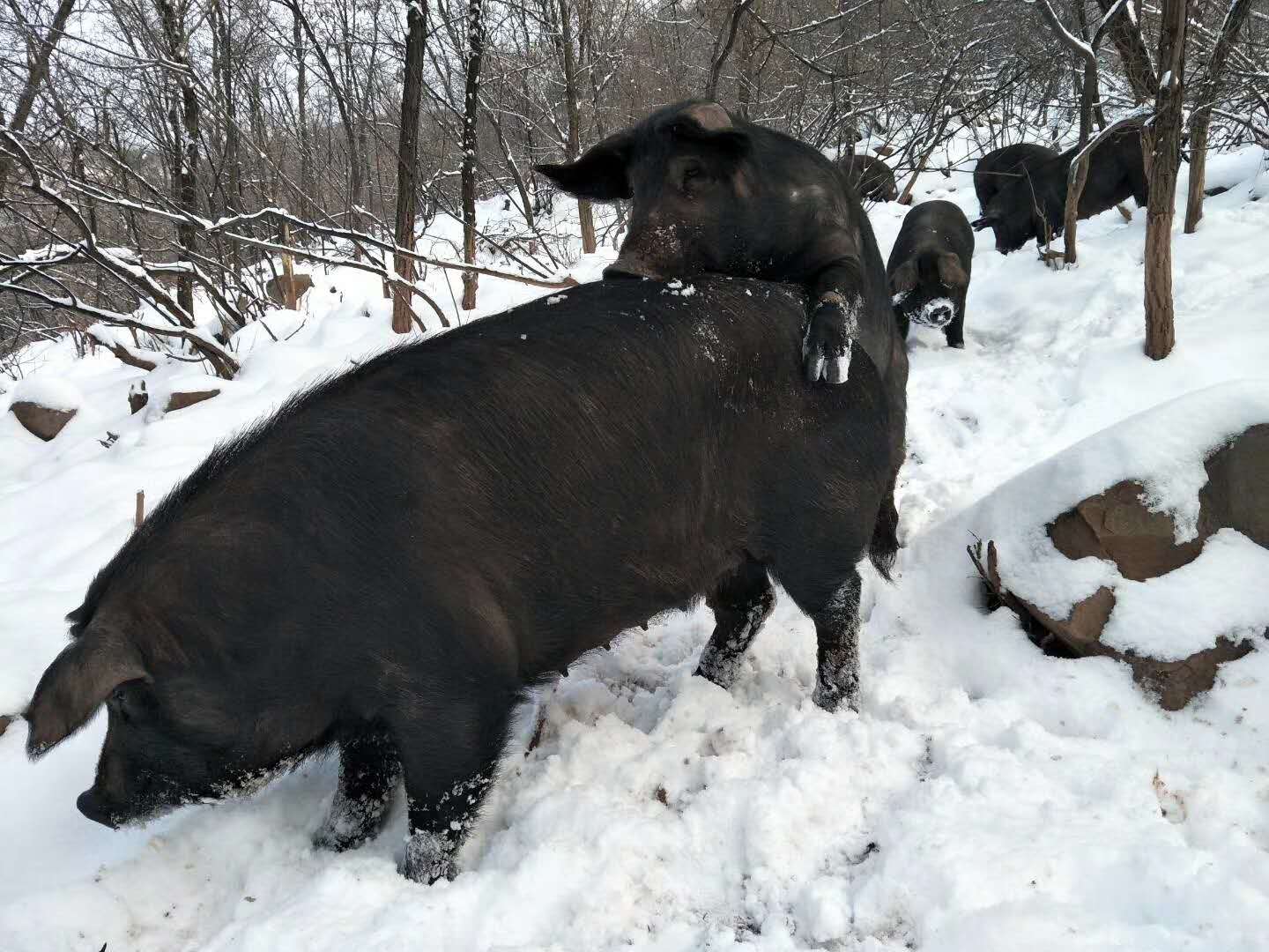 吃草的黑山猪,爬山,听音乐,慢生活只为舌尖上的食材自然生长!