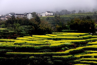被誉为"中国美丽田园"的安徽皖南绩溪县金沙镇家朋村梯田油菜花海
