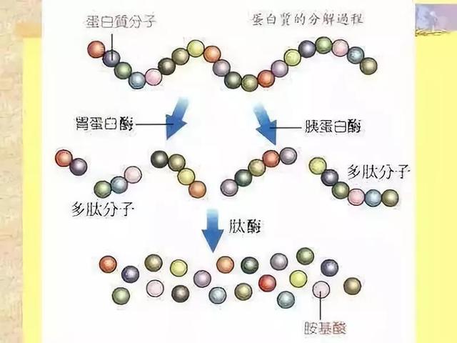 那些能掐出水的皮肤,绝不是啃猪蹄啃出来的!