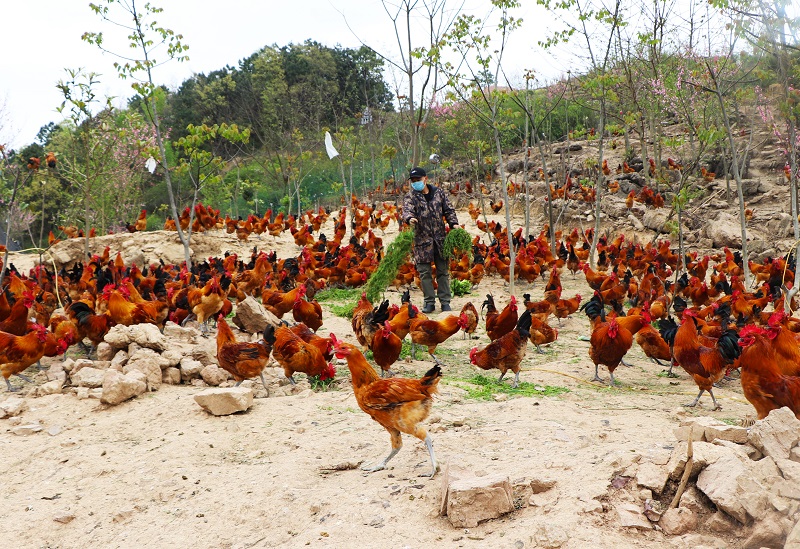 养殖基地掩映在弯曲的柏油马路边,谭平的土鸡养殖基地就坐落在这里