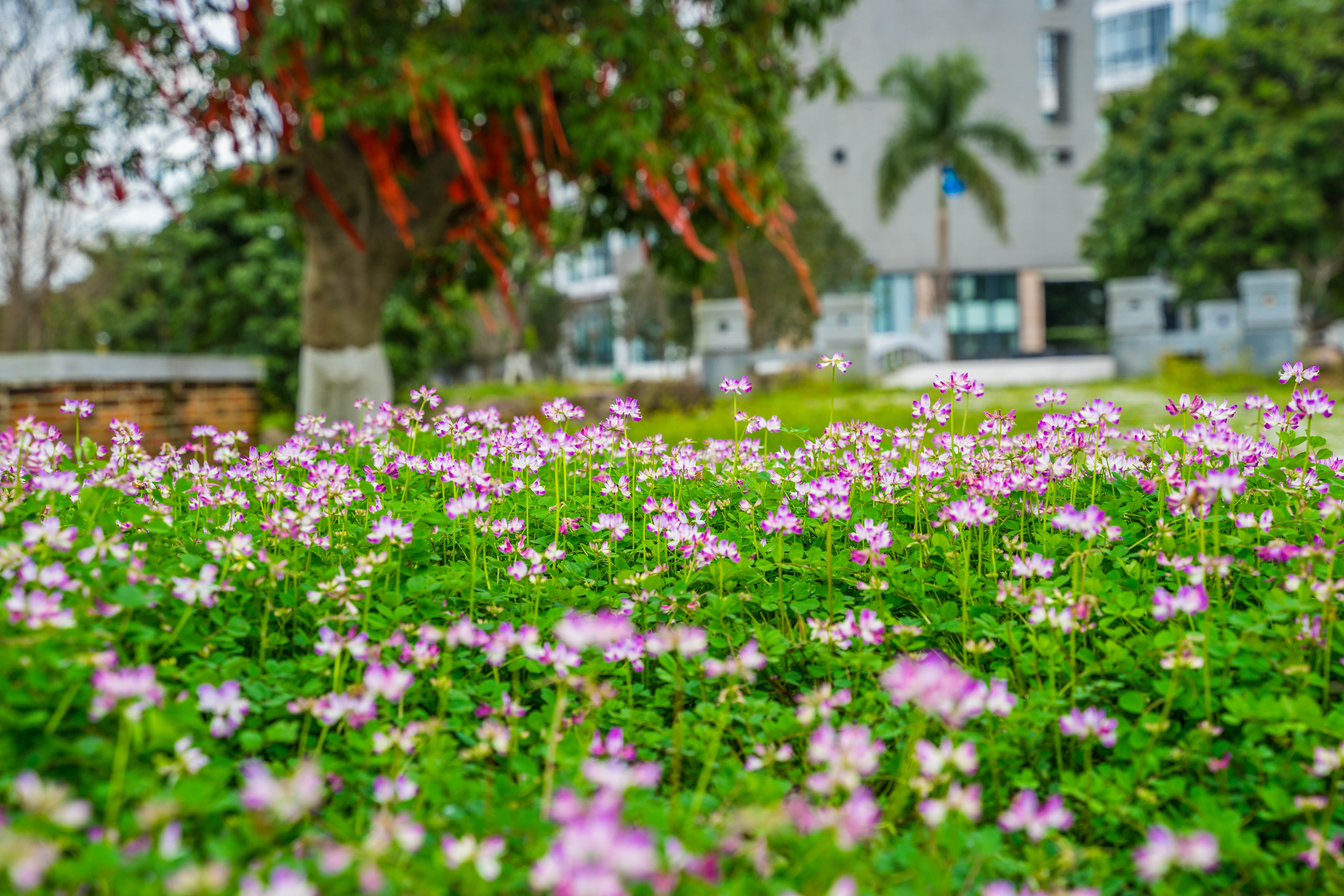 福州周边游好去处:福建工程学院桃花纷繁,紫云英花海美如仙境