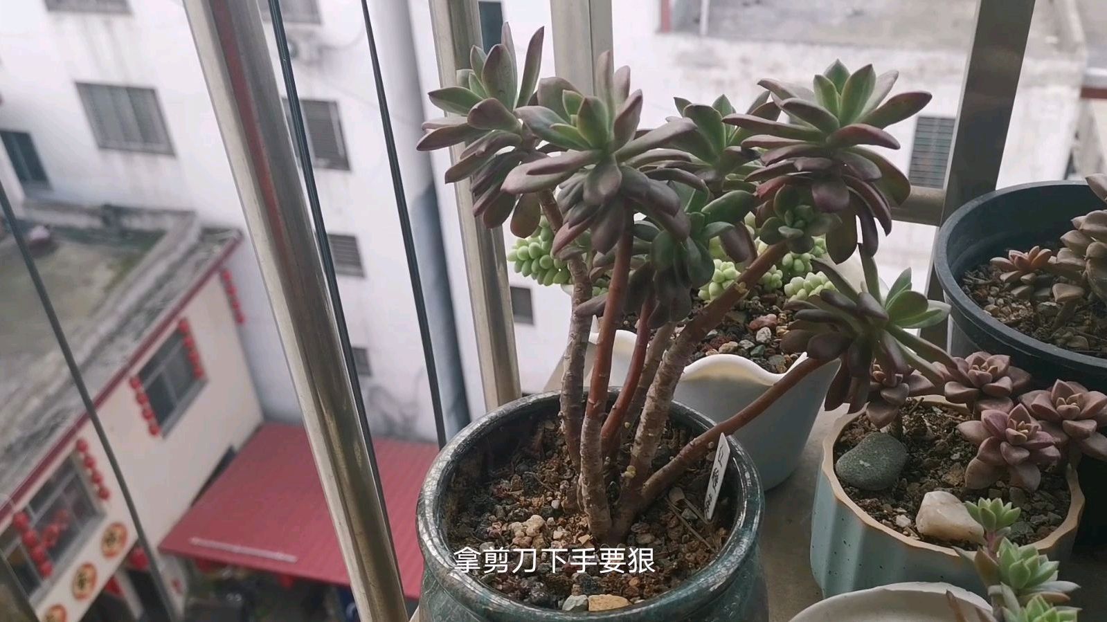 现在是多肉植物繁殖的好季节,果断砍头,让它爆盆