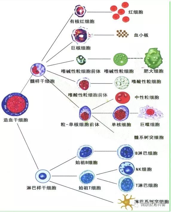 八大细胞器的图片图片