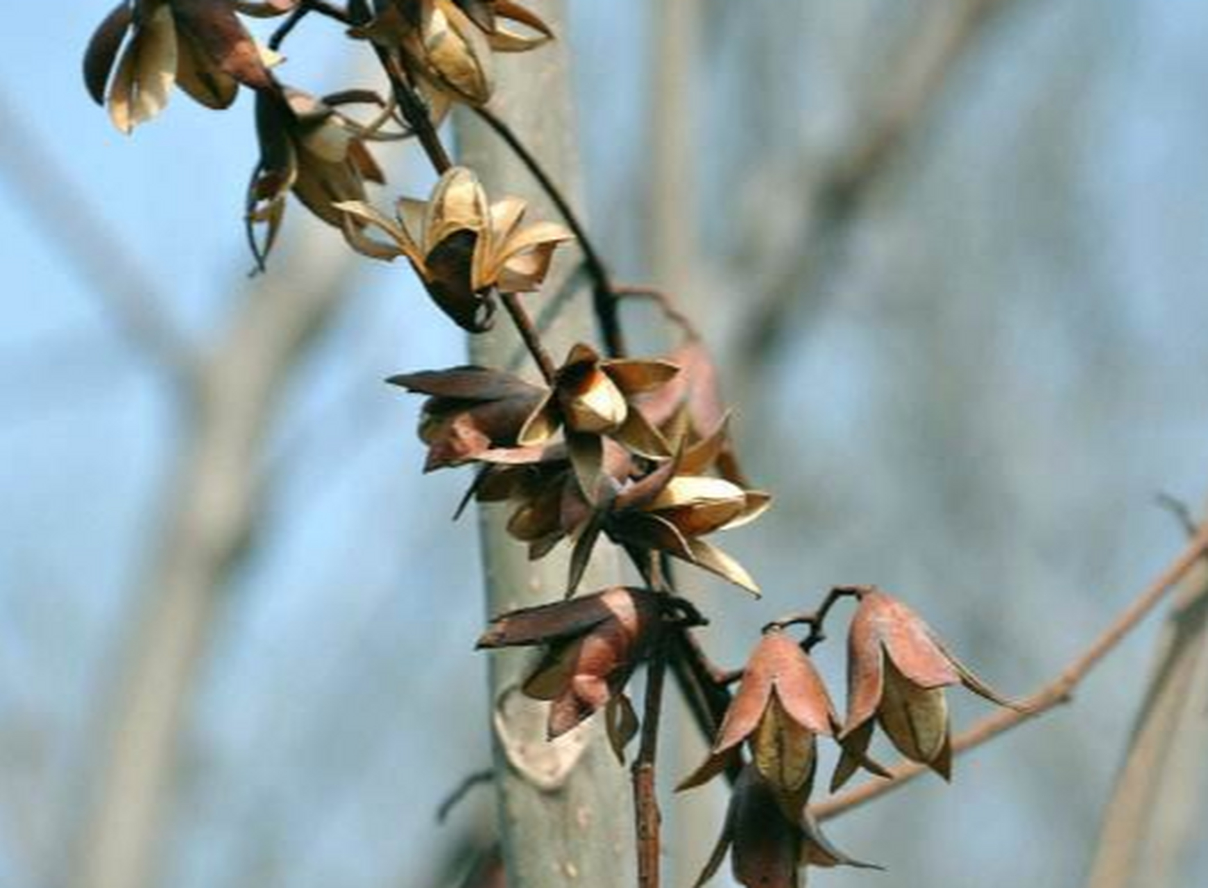 2018年度神动态#香椿树果实的"6大好处",估计90%的人不知道,这回你可