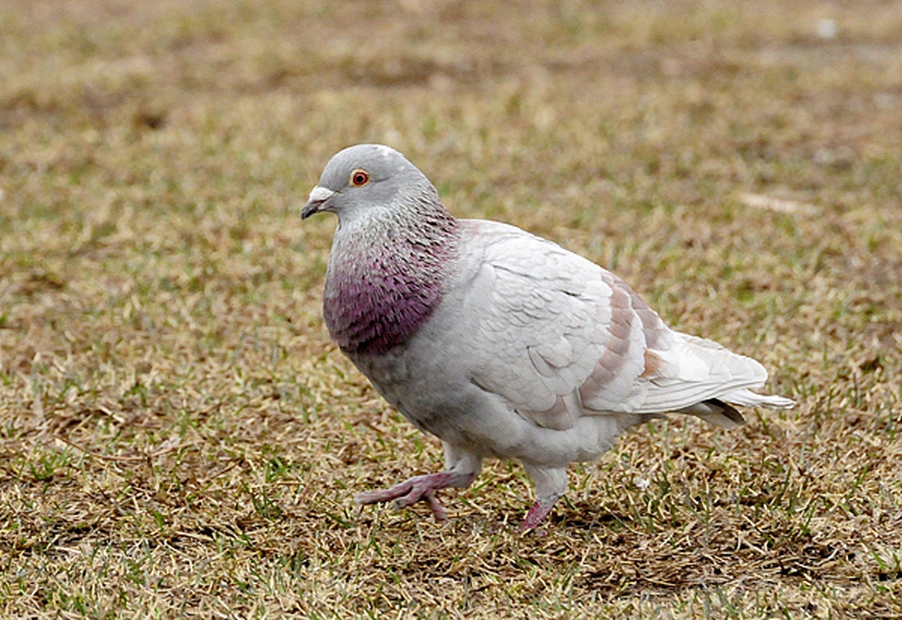 圆环鸽子是和平与自由的象征,起源于诺亚方舟的故事,被视为神圣和祝福
