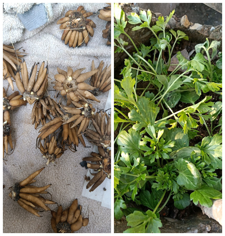 此球根植物,花漂亮似牡丹,價格便宜,丟土裡就能活,冬天也能養