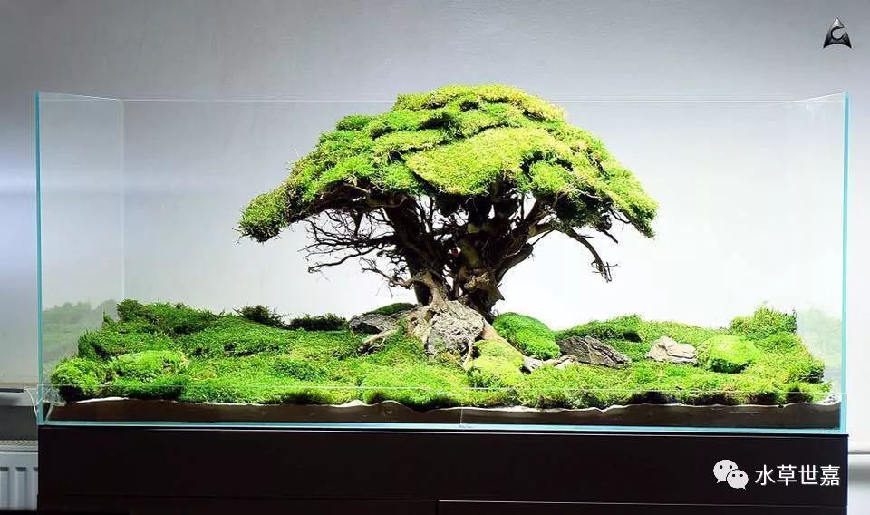 鱼缸里种棵树系列-苔藓缸
