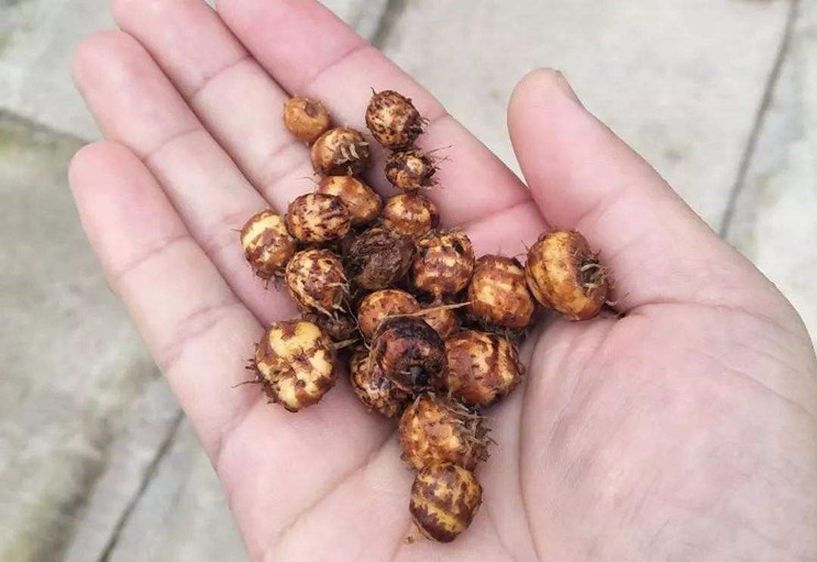 油莎豆,致富道路的新套路