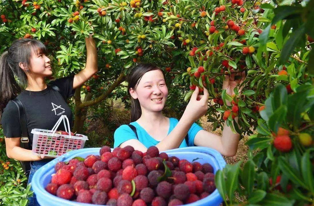 农民朋友们种植过杨梅树吗?你们觉得杨梅是不是致富的新途径呢?