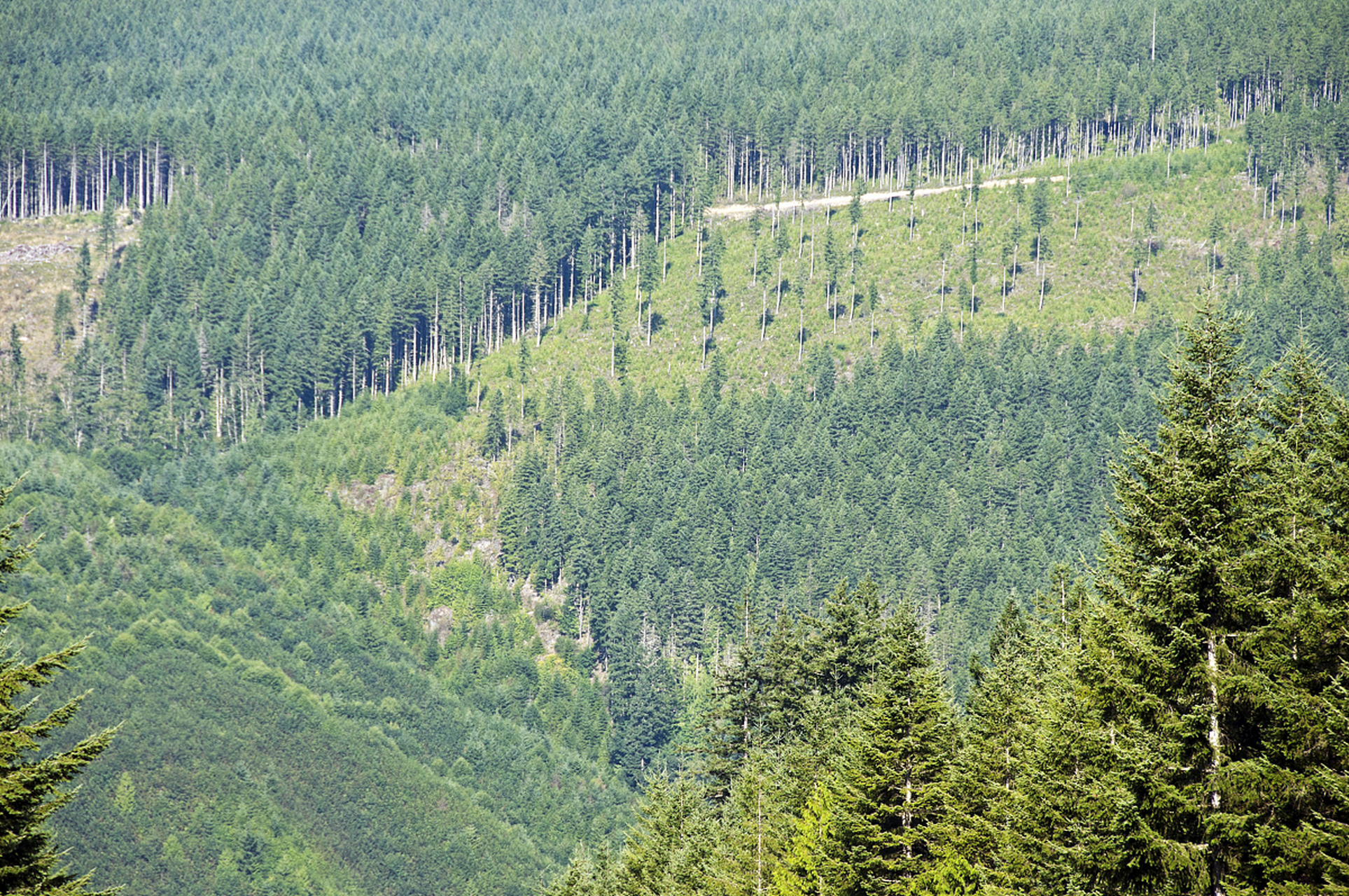 省林业局和农业农村厅联合发布《河南省农田防护林树种推荐名录》,为