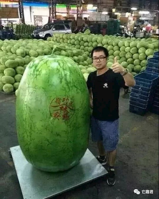 你这西瓜是怎么种的?这么大西瓜好吃不!我还没吃过呢!