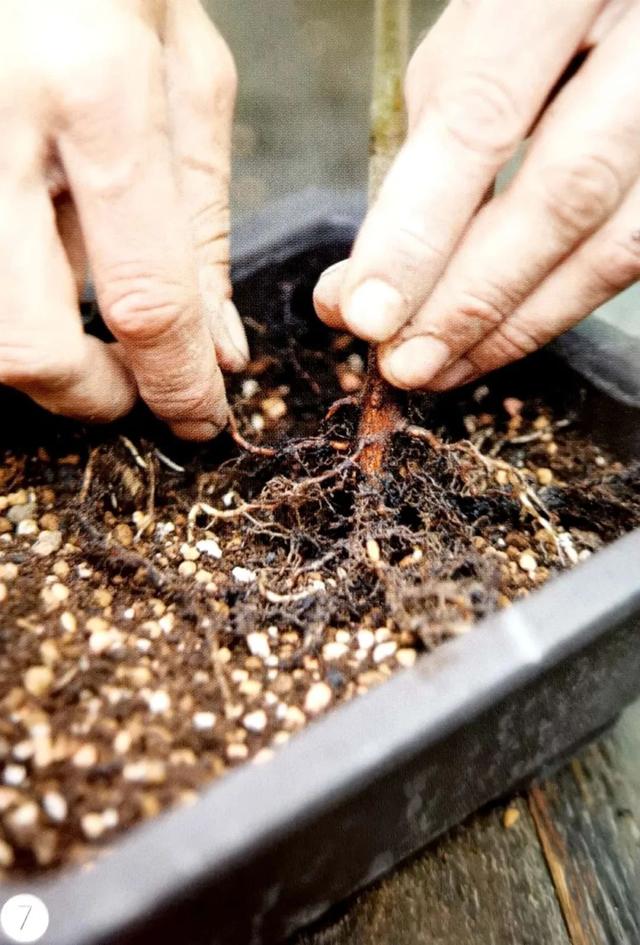 踏青拔两株野树苗,10步处理再修养半年,摇身一变双干式盆景
