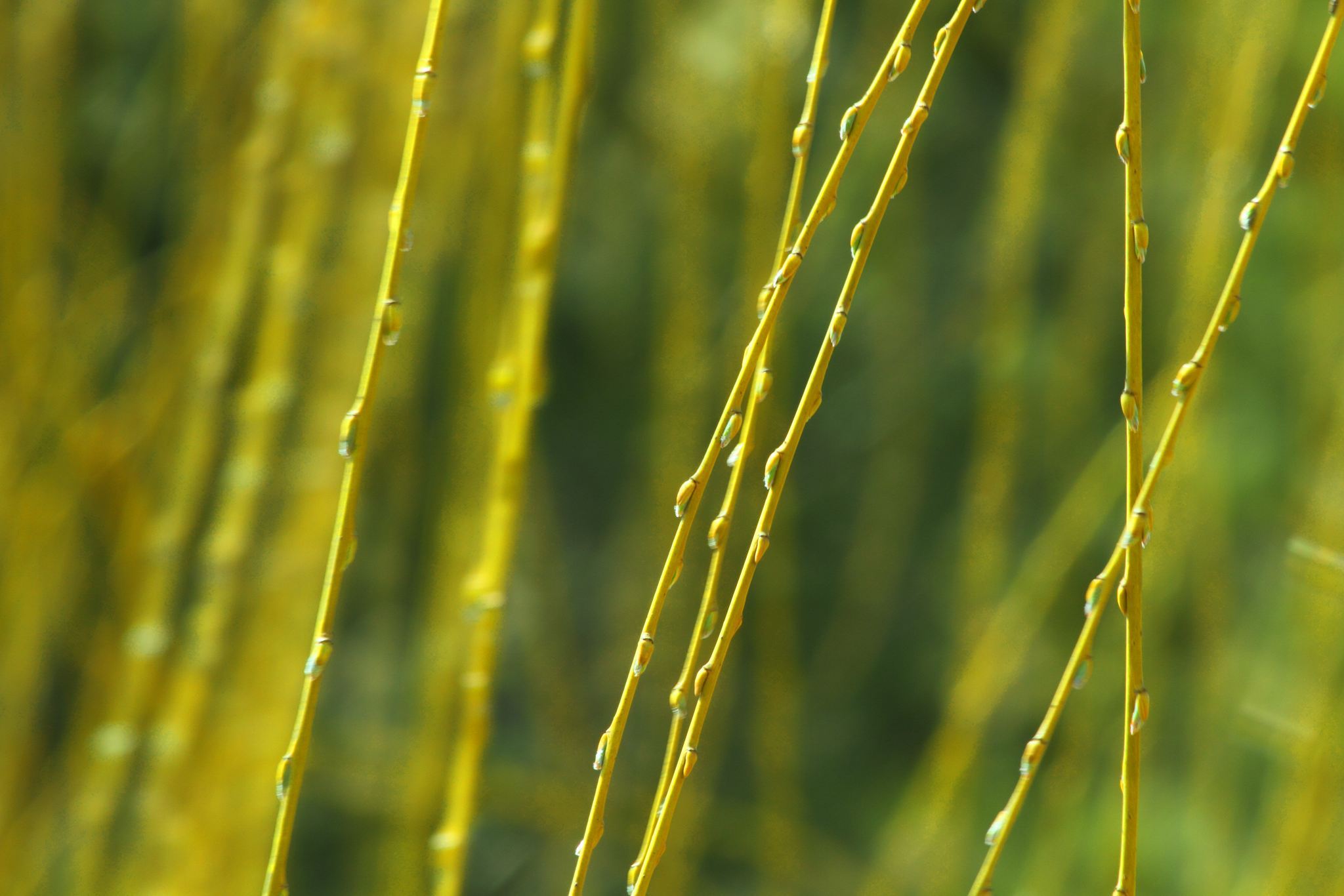 十大写柳七言绝句,陪你春分时节踏青赏春