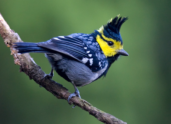 [最聪明的鸟]只有鹦鹉会说话?不,图二那只做了头发的鸟也没问题
