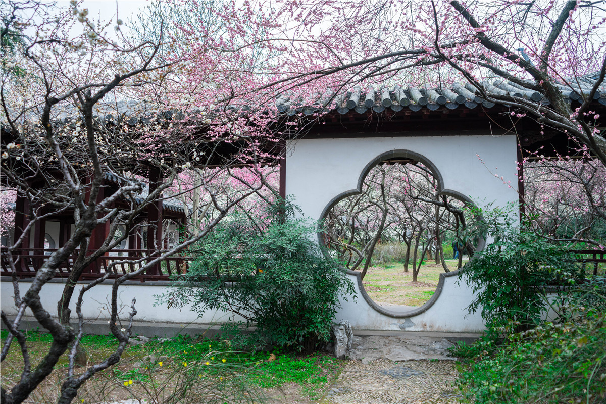 春光正好,这里带你领略南京"天下第一梅山"!