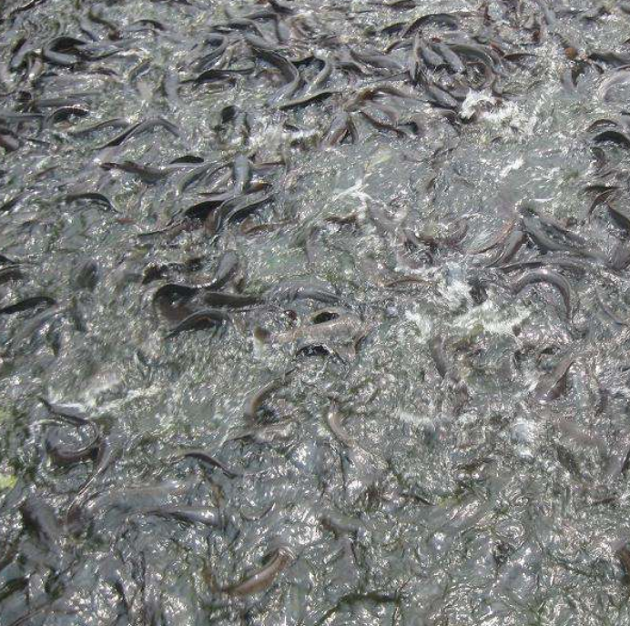 鲶鱼如何养殖,怎样选择养殖地点,放苗和喂料如何操作