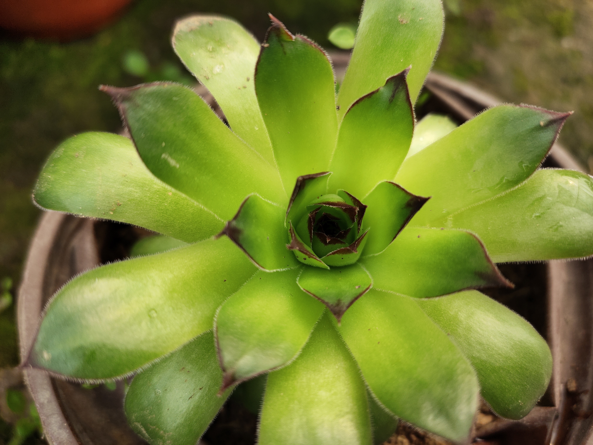 翠绿色的多肉,感觉有点透明样的叶片.