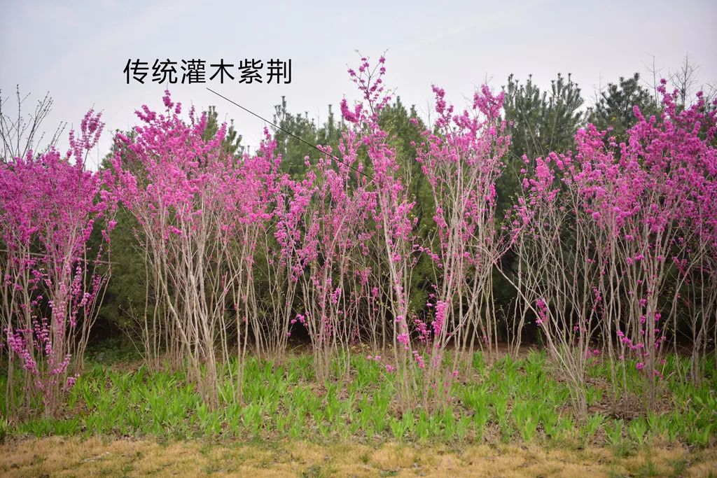 图为志洋路上的传统灌木紫荆