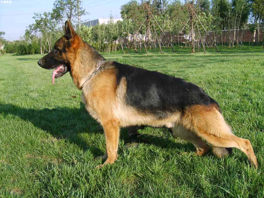 等女主睡着后,德牧犬慢慢靠近,男主隔着监控大喊:你想要干什么